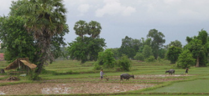 Reisernte in Laos